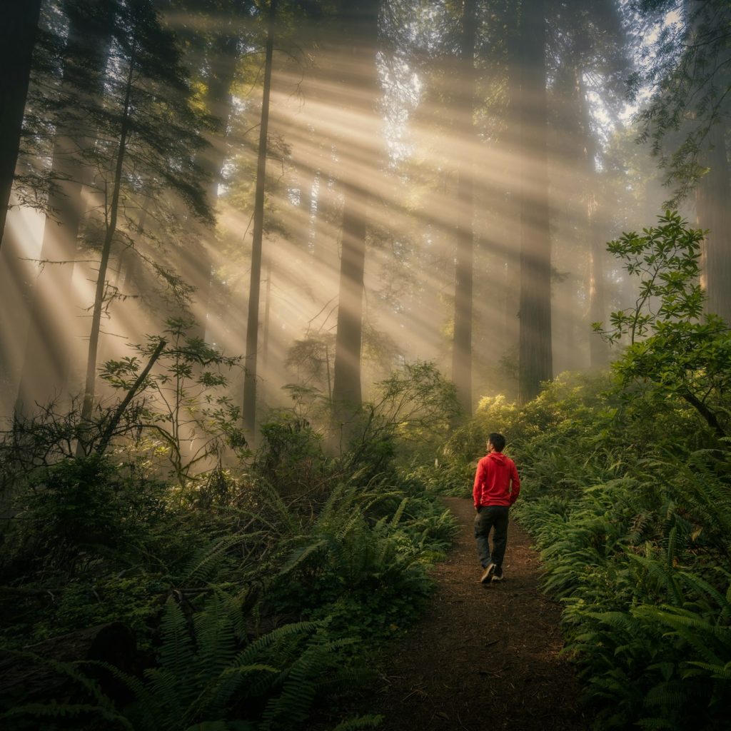 Sonnenstrahlen fallen durch einen nebligen Wald auf einen Weg