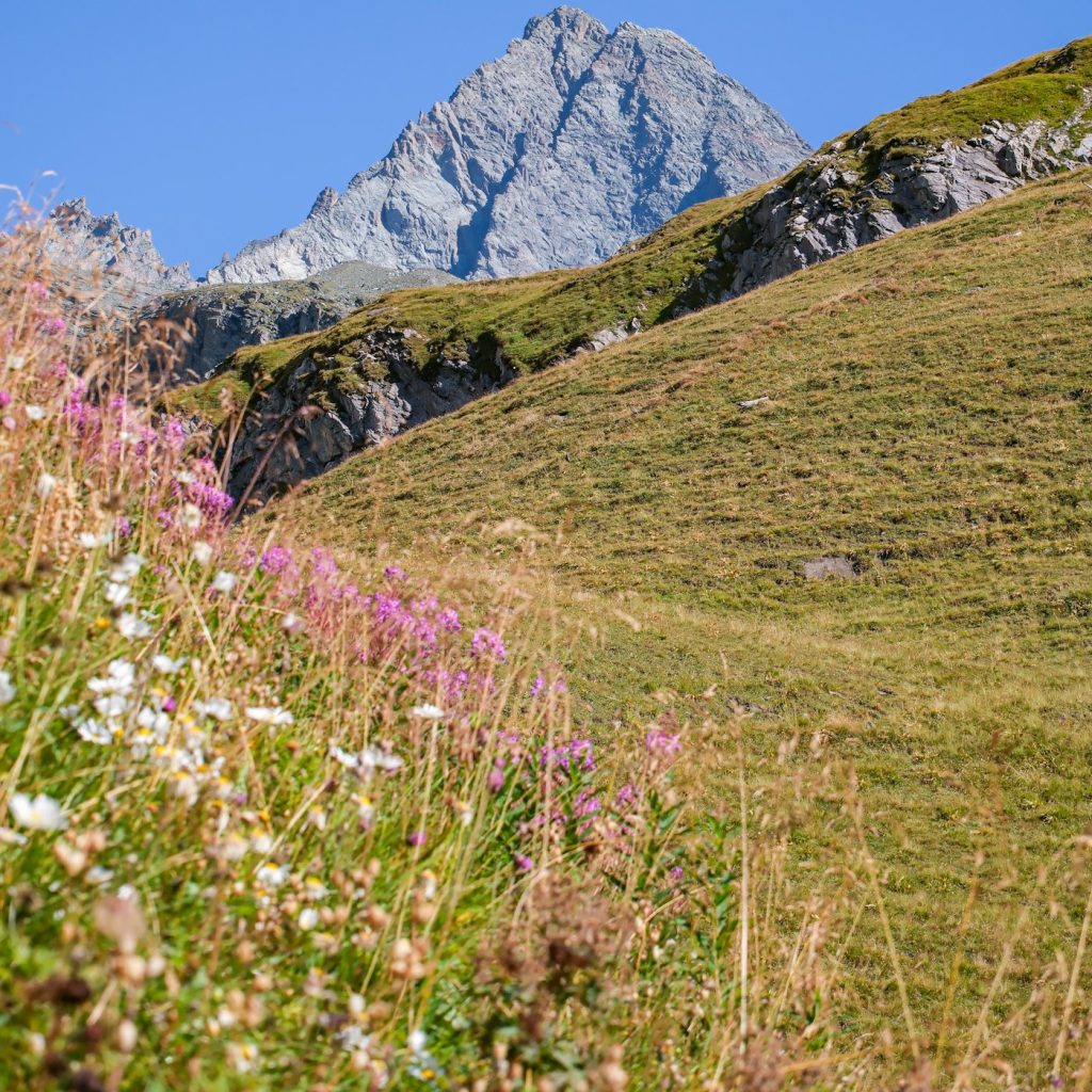 Bergwiese mit Blumen vor einem Gipfel in den Hohen Tauern